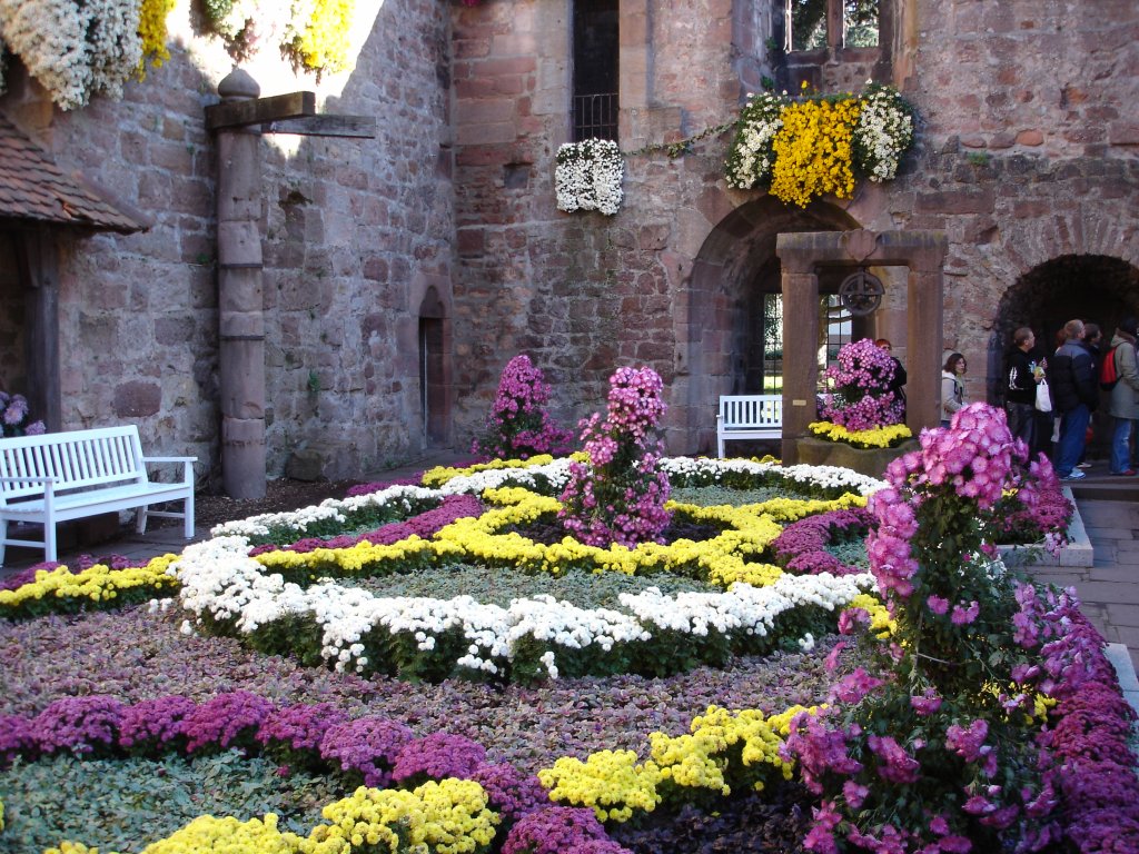 Lahr,Blumenschmuck zur  Chrysanthema 