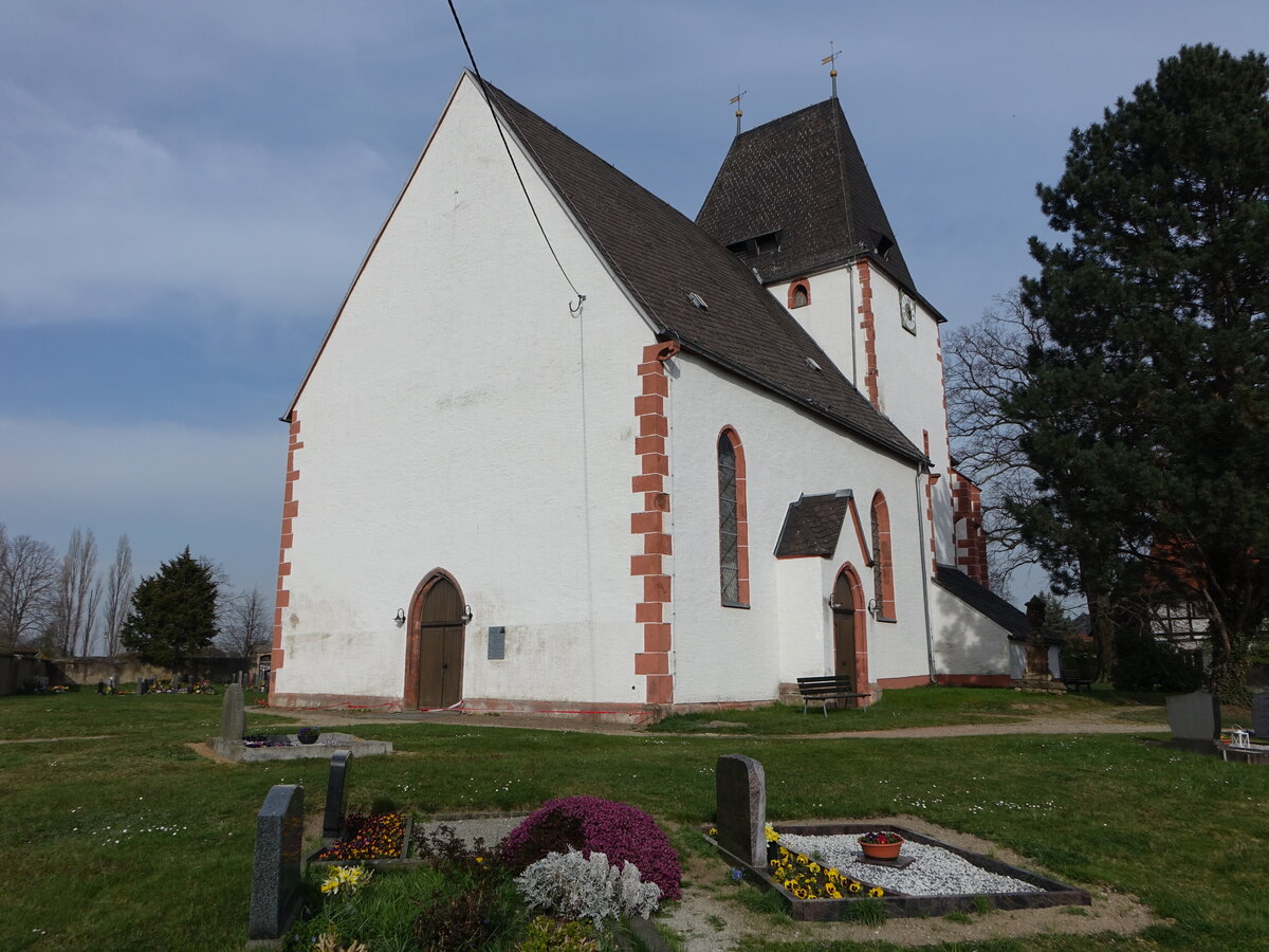 Oberfrankenhain, sptgotische evangelische St. Mauritius Kirche, erbaut 1514 (31.03.2024)