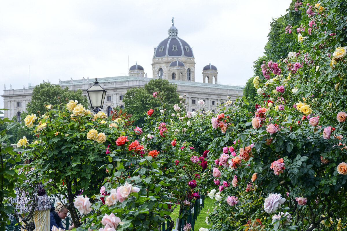 Volksgarten in Wien. Im Hintergrund ist die Hofburgkapelle zu sehen. Aufnahme: 18. Mai 2024.