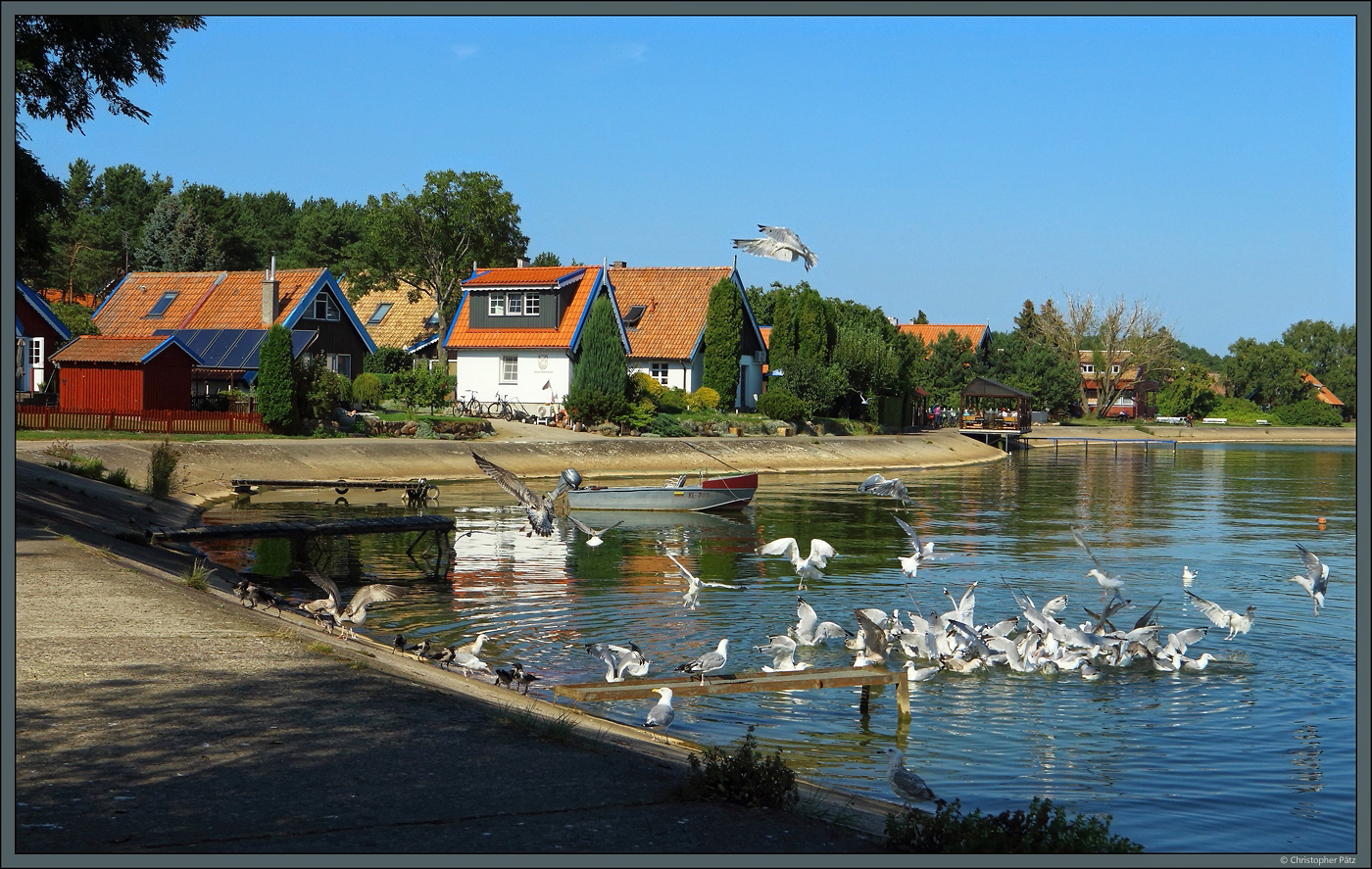 Preila ist ein Fischerdorf an der Kurischen Nehrung bei Klaipeda, das heute hauptschlich vom Tourismus lebt. Nachdem ein Eimer mit Fischresten im Wasser gelandet ist, macht sich eine Mwenschar ber die Reste her. (27.08.2024)