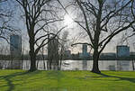 Durch die Bume ber den Rhein von links nach rechts: Posttower, UN-Campus Bonn und UN-Hochhaus  Kurzer Eugen .