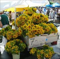 Ein Stand mit Sonnenblumen auf den March�s Folkloriques in Vevey am 02.08.08. (Hans)