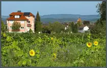 Sonnenblumen bl�hen am 08.10.2023 oberhalb des Dorfes Mittelzell auf der Insel Reichenau. 