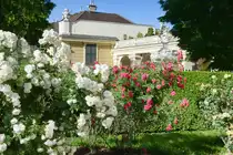 Ein Teil des westlichen Teils von Schloss Sch�nbrunn vom Kammergarten aus gesehen. Hinter der Kuppel sieht man das Portal zwischen dem Hauptgeb�ude und einem der Fl�gel, die den Eingangshof umgeben. Aufnahme: 19. Mai 2024.