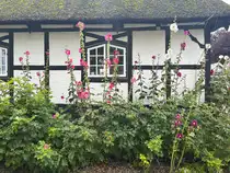 Ausschnitt eines Reetdachhauses an der Dorfstra�e in Sieseby an der Schlei. Aufnahme: 4. August 2024.