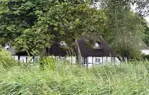 Der Ort Sieseby liegt unmittelbar an der Schlei. Hier ist eines der vielen Fachwerkh�user des Dorfes hinter Schilf versteckt. Aufnahme: 4. August 2024.