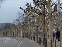 Kahle B�ume am Sachsenh�user Ufer in Frankfurt am 13.03.2010.