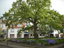 Der  Goldenen Brinken  ein Platz in Bergen/R�gen.Aufgenommen am 21.Juni 2009.