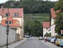 Blick in die Weinberge Pillnitz
