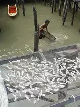 Fischfang in dem kleinen Dorf der  Seezigeuner  in der Andaman See im S�den Thailands am 23.10.2006