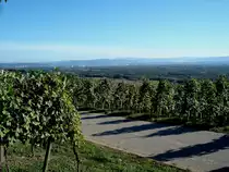 Blick auf Basel von den s�dlichsten Weinbergen des Markgr�flerlandes, im Hintergrund die Schweizer Jura Okt.2005