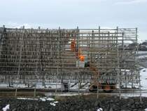 Die Dorsche werden zum Trocknen auf die Fischgestelle geh�ngt.