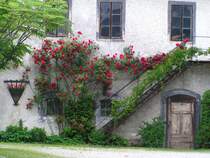  Dornr�schenschlaf  des Wirtschaftstraktes eines urigen (aber schon geschlossenen) Gasthofes; die kegelf�rmige Wandhalterung diente fr�her als Heukrippe f�r die Pferde, welche hier angebunden waren, w�hrend die Herrschaften im Kastanienbaumgastgarten ein k�hles Bier zu sich nahmen. 070603