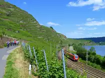 Deutschland, Rheinland-Pfalz, nord-�stlich von Winningen, Mosel Radweg zwischen den Weinbergen einerseits und der KBS 690 Trier-Koblenz (mit einem stark verdecktem ET 422 Trier-Koblenz), sowie der Mosel andererseits. 17.06.2012