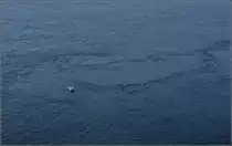 Scilla - Die Gegenspielering von der Skylla war Charybdis, ein Seeungeheuer, das mittels eines Meeresstrudels die Seeleute verschlang. Odysseus hielt sich an einem Feigenzweig fest und entkam ihr als Einzigr. Sommer 2013. @Admins: Sorry ist zwar kein St�dtchen drauf, aber untrennbar mit Skylla verbunden...