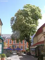 Gro�e Kastanie vor dem Restaurant  Borgerforeningen  in einem der H�fe in der Fu�g�ngerzone ( Holm ) in Flensburg (Schleswig-Holstein, Mai 2010)
