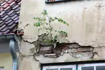 Hinterhof-Romantik in L�beck (Mai 2011)