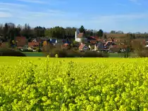 Buggingen im Markgr�flerland, Blick �ber ein bl�hendes Senffeld(Gr�nd�nger) am 11.November 2015 auf den Ort mit der evangelischen Dorfkirche St.Georg, Nov.2015 