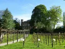 Freiburg, ein Weinberg mitten in der Stadt, dahinter das Colombischl��chen, April 2015