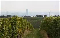 . Natur und Stadt -

Blick vom Weinberg unterhalb des Kahlenberges zur Donauebene mit Donaucity .

08.10.2016 (M)