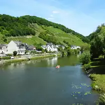 OBERNHOF/LAHN-WEINBERGE �BER DER LAHN
Als eine der wenigen noch verbliebenen Weinbau-Gemeinden an der LAHN und zum Weinanbaugebiet
Mittelrhein geh�rend,werden an den H�ngen �ber OBERNHOF Sp�tburgunder,Regent und Rieslingweine
angebaut...hier am 12.6.2017