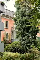 Zug, Rigistrasse 6, R�ckseite, Garten/Hofsicht - 02.10.2014