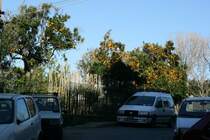 Orangenb�ume in der Via Flavio Gioia; 26.01.2008