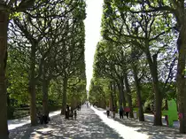 Paris, 5. Arrondissement. Jardin des Plantes, la grande all�e - 07.05.2008