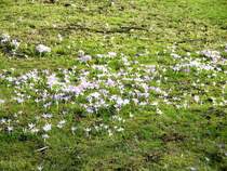 Fr�hling am Schlo� Machern, 20.02.08