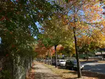 Hamburg am 7.10.2018: herbstlich gef�rbte M�llner Landstra�e im Stadtteil Billstedt /