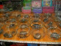 Auch so etwas kann man sich dort ansehen. Ein Kleintiermarkt von der �blen Sorte, und zu Zeiten der Vogelgrippe nicht besonders zu empfehlen. Hier gibt es jede Menge kleine Schildkr�ten. Das w�rde jeden Artensch�tzer auf die Palme bringen, einfach nur schrecklich. Shanghai PuChi 21.05.2006.