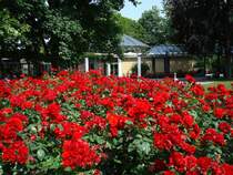 Rosenpracht im Kurpark von Bad Krozingen/Baden  Juni2008