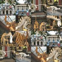 Montage
NATURKUNDEMUSEUM BERLIN
2007