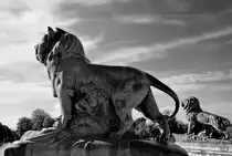 Zwei stolze L�wen, so gesehen Anfang November 2022 im Retiro-Park von Madrid.