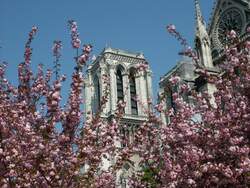 Notre Dame im Fr�hling